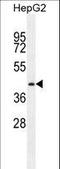 Proline Rich Transmembrane Protein 1 antibody, LS-C162187, Lifespan Biosciences, Western Blot image 