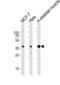 Aldolase, Fructose-Bisphosphate A antibody, MBS9207680, MyBioSource, Western Blot image 