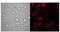 Interleukin 10 antibody, ab9969, Abcam, Immunocytochemistry image 