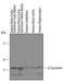 Synuclein Beta antibody, AF5528, R&D Systems, Western Blot image 