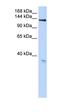 Anoctamin 3 antibody, orb325535, Biorbyt, Western Blot image 