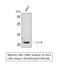 C-X-C Motif Chemokine Ligand 8 antibody, STJ96518, St John