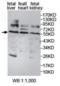 Alcohol Dehydrogenase 5 (Class III), Chi Polypeptide antibody, orb377903, Biorbyt, Western Blot image 