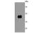 Low affinity immunoglobulin gamma Fc region receptor II antibody, NBP2-66834, Novus Biologicals, Western Blot image 