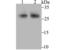 Four And A Half LIM Domains 2 antibody, A02129-1, Boster Biological Technology, Western Blot image 