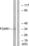 Forkhead Box R1 antibody, PA5-39175, Invitrogen Antibodies, Western Blot image 
