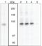 Vav Guanine Nucleotide Exchange Factor 3 antibody, GTX24764, GeneTex, Western Blot image 