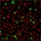 POU domain class 2-associating factor 1 antibody, GTX17982, GeneTex, Immunocytochemistry image 