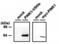 Serine/threonine-protein kinase PINK1, mitochondrial antibody, PA1-16625, Invitrogen Antibodies, Western Blot image 