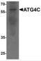 Autophagy Related 4C Cysteine Peptidase antibody, NBP2-81954, Novus Biologicals, Western Blot image 