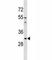 Aquaporin 1 (Colton Blood Group) antibody, F45994-0.4ML, NSJ Bioreagents, Western Blot image 