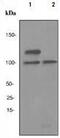 Homeodomain Interacting Protein Kinase 2 antibody, ab108543, Abcam, Western Blot image 