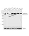 OB-cadherin antibody, 71-7600, Invitrogen Antibodies, Western Blot image 