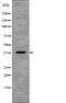 NudE Neurodevelopment Protein 1 Like 1 antibody, PA5-64837, Invitrogen Antibodies, Western Blot image 