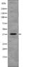 NudE Neurodevelopment Protein 1 Like 1 antibody, PA5-64837, Invitrogen Antibodies, Western Blot image 