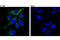 Translocator protein antibody, 70358S, Cell Signaling Technology, Immunofluorescence image 