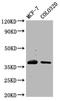 Peptidoglycan Recognition Protein 3 antibody, LS-C681037, Lifespan Biosciences, Western Blot image 