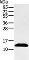 Pro-Platelet Basic Protein antibody, PA5-51254, Invitrogen Antibodies, Western Blot image 