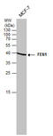 Flap Structure-Specific Endonuclease 1 antibody, GTX70185, GeneTex, Western Blot image 
