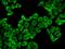 Peroxiredoxin 2 antibody, orb48503, Biorbyt, Immunofluorescence image 