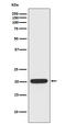 Ferritin Heavy Chain 1 antibody, M02401-2, Boster Biological Technology, Western Blot image 