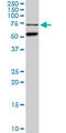 CDC Like Kinase 3 antibody, LS-C133121, Lifespan Biosciences, Western Blot image 