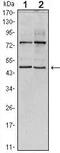 THAP Domain Containing 11 antibody, MA5-15674, Invitrogen Antibodies, Western Blot image 