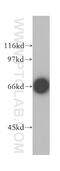 Tudor and KH domain-containing protein antibody, 13528-1-AP, Proteintech Group, Western Blot image 