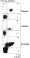 Complement C3d Receptor 2 antibody, GTX21090, GeneTex, Flow Cytometry image 