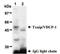Thioredoxin Interacting Protein antibody, NBP1-54578, Novus Biologicals, Immunoprecipitation image 