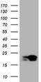 NME/NM23 Nucleoside Diphosphate Kinase 1 antibody, CF801394, Origene, Western Blot image 