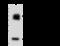 Ubiquitin Conjugating Enzyme E2 M antibody, GTX02352, GeneTex, Immunoprecipitation image 