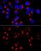 Golgi Membrane Protein 1 antibody, GTX64452, GeneTex, Immunofluorescence image 
