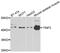 TERF1 Interacting Nuclear Factor 2 antibody, PA5-76482, Invitrogen Antibodies, Western Blot image 