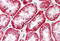 WRN Helicase Interacting Protein 1 antibody, MBS240498, MyBioSource, Immunohistochemistry paraffin image 