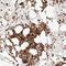 Tripartite Motif Containing 4 antibody, NBP1-80823, Novus Biologicals, Immunohistochemistry paraffin image 