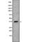 Olfactory Receptor Family 5 Subfamily T Member 1 antibody, abx217455, Abbexa, Western Blot image 
