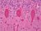 Protein Kinase C Gamma antibody, orb95696, Biorbyt, Immunohistochemistry paraffin image 