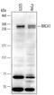 BRCA1 DNA Repair Associated antibody, AF2210, R&D Systems, Western Blot image 