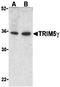 TRIM5 gamma antibody, orb74528, Biorbyt, Western Blot image 
