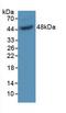 Growth arrest-specific protein 6 antibody, LS-C299537, Lifespan Biosciences, Western Blot image 