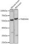 Transmembrane Protein 44 antibody, A15929, ABclonal Technology, Western Blot image 