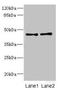 Cartilage Associated Protein antibody, LS-C675592, Lifespan Biosciences, Western Blot image 