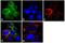 Filamin A antibody, MA5-11705, Invitrogen Antibodies, Immunofluorescence image 