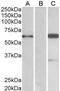 BAI1 Associated Protein 2 antibody, GTX20791, GeneTex, Western Blot image 