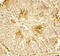 Histone Deacetylase 2 antibody, 7899, ProSci Inc, Immunohistochemistry paraffin image 