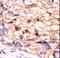 CTD Small Phosphatase 1 antibody, LS-C101056, Lifespan Biosciences, Immunohistochemistry frozen image 