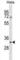 WD Repeat Domain 4 antibody, abx029615, Abbexa, Western Blot image 