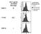 CD209 Molecule antibody, DDX0209A488, Novus Biologicals, Western Blot image 