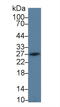 Programmed Cell Death 1 Ligand 2 antibody, LS-C722351, Lifespan Biosciences, Western Blot image 